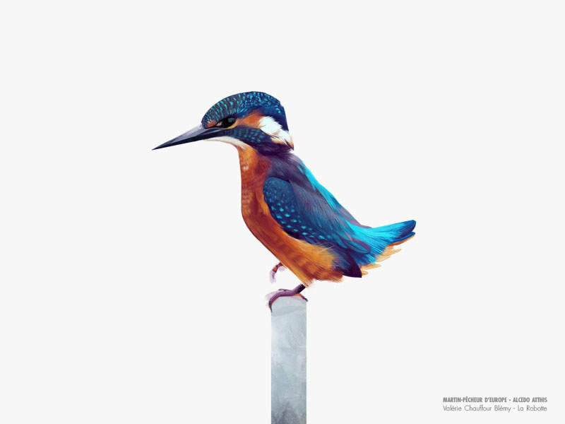 Naturalist drawing artwork illustrate bird drawing bird digital art illustration