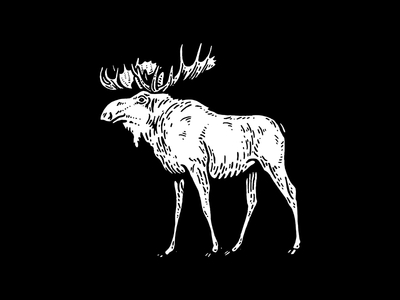 Moose animal canada hand drawn illustration ink moose nature