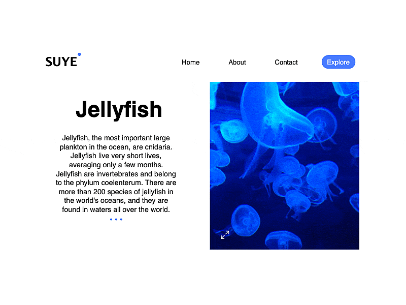 Jellyfish 动画 应用 设计