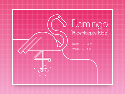 DailyUi 045 - Info Card 045 dailyui design flamingo info react