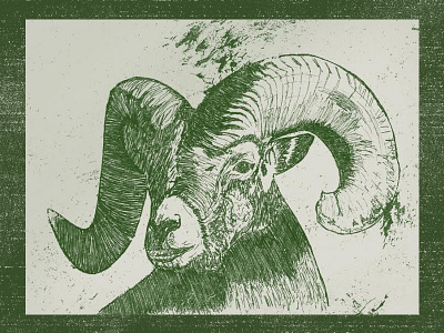 Ram animal drawing hand generated illustration ram texture