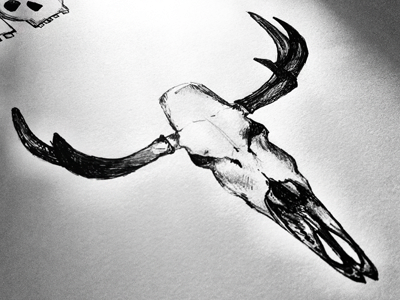 Skull Sketch bone dead deer drawing horns illustration pencil shading sketch skull