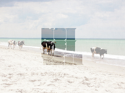 not yet yeti logo 2011 beach cows on sea logo not yet yeti nyy sand sea sky