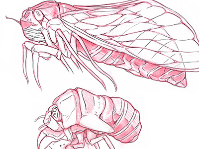 Cicada WIP illustration ink insect pen pencil photoshop technical