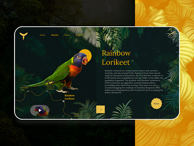 Rainbow Lorikeet - UI design design minimal minimalism typography ui ux web