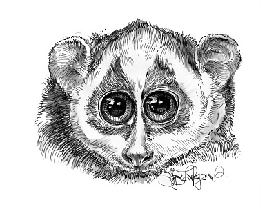 Slow Loris