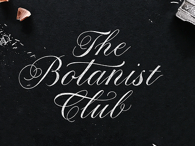 The Botanist Club calligraphy custom type hand lettering hand made type lettering script sketch type typography