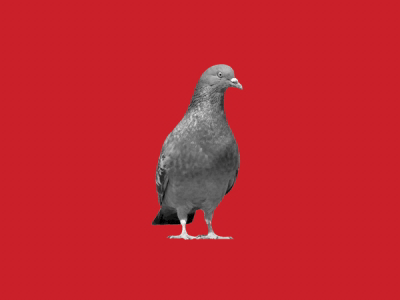 Pigeon Force animation collage gif loop motion motion design pigeon wtf
