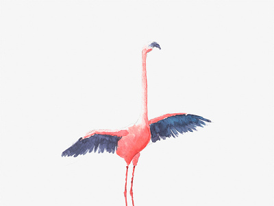 flamingo illustraion watercolor