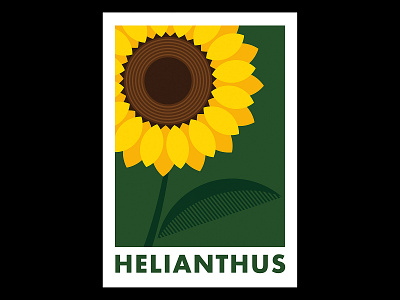Helianthus bold botanical design floral flowers geometric helianthus illustration illustrator poster poster art poster design simple sunflower vector vector illustration