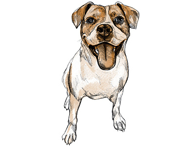 Portrait of a Dog illustration pencil watercolor