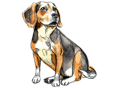 Cooper illustration pencil pet watercolor