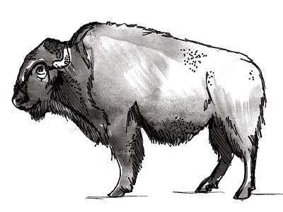 Mr. Buffalo buffalo illustration pen watercolor