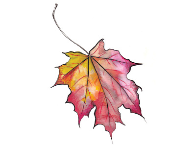 Fall Leaf fall illustration leaf watercolor