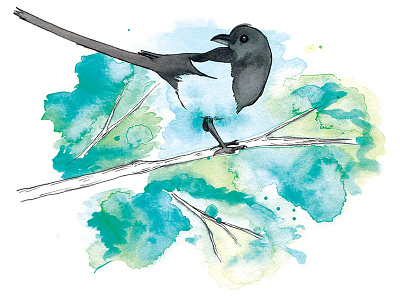 Magpie illustration magpie watercolor