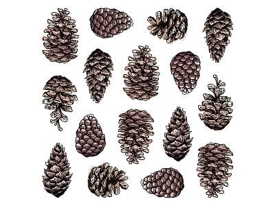 Pinecones drawing illustration ink pattern pinecones watercolor