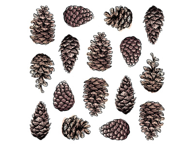 Pinecones