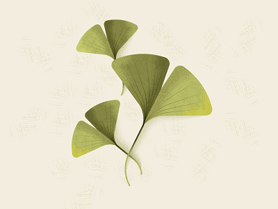 ginkgo ginkgo green greens illustration leaf nature sustainability sustainable vector