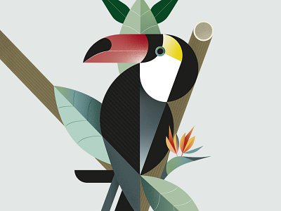 Toucan