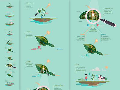 Photosynthesis - Infographic icons illustration illustrations infographic vector