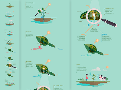 Photosynthesis - Infographic