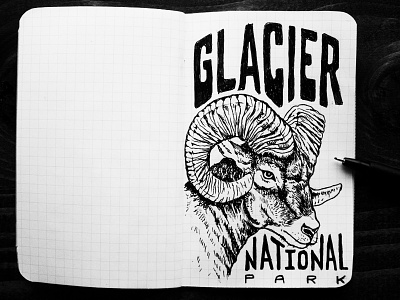 Bighorn animals bighorn drawing field notes glacier national park illustration