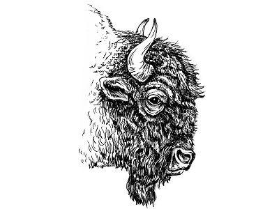 Bison bison illustration