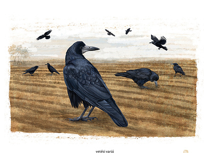 vetesi varjú animals bird childrens book digital painting illustration