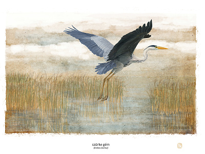 szürke gém animals bird childrens book digital painting illustration