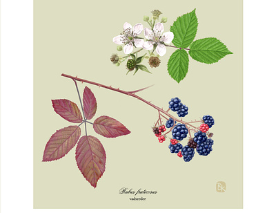 vadszeder digital painting illustration nature plant