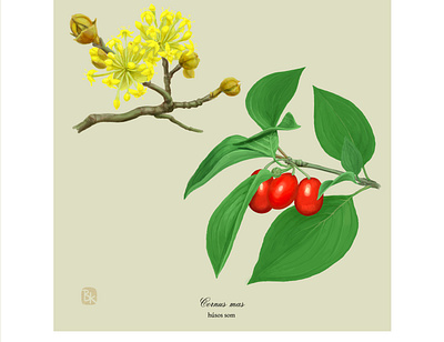 03 husos som digital painting illustration nature plant