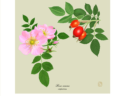 05 csipkerozsa digital painting illustration nature plant