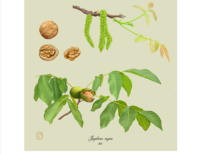 12 dio digital painting illustration nature plant