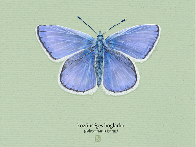 Boglarka digital drawing illustration insects nature