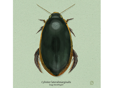 nagy buvarbogar animals digital drawing illustration insects nature