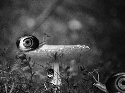 Surreal Snails eye forest mushroom snail surreal