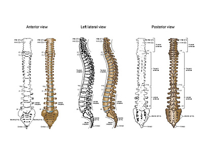 Anatomical Vector Illustration adobe illustrator cc coreldrawx7