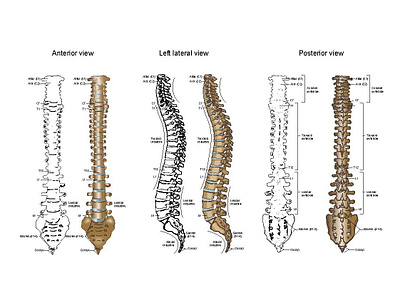 Anatomical Vector Illustration