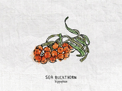 Sea Buckthorn Illustration berry digital drawing illustration illustrator natural pen and ink plant illustration plants watercolor