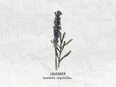 Lavender drawing flower illustration illustrator lavender natural pen and ink plants