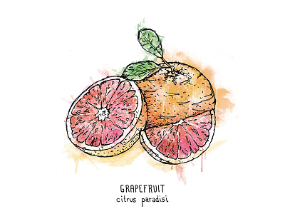 Grapefruit Illustration digital drawing foodie fruit grapefruit illustration illustrator natural pen and ink
