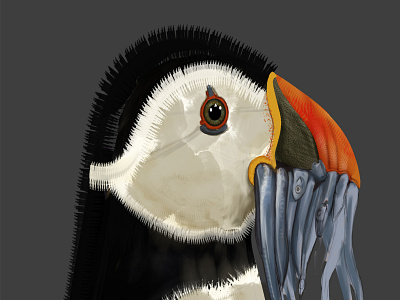 Puffin - Study Sketch