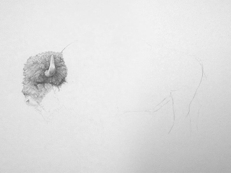 GIF: Bison Drawing (Process) drawing gif graphite illustration pencil process