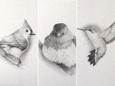Birds Triptych birds drawing graphite illustration pencil
