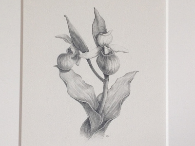 Orchid drawing flower graphite illustration orchid pencil