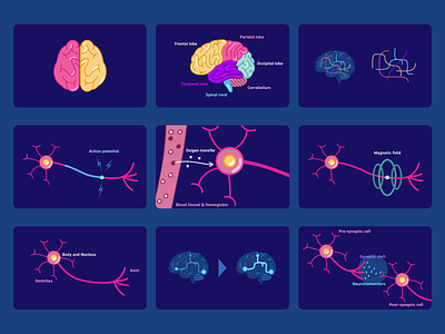 Brain & Neurones | illustrations & Schema