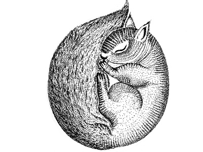 Sleeping Squirrel Black and White Ink Illustration