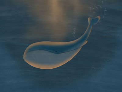 Whale - Procreate apple applepencil ballena ipad ipadpro ocean pencil pro procreate sketch whale