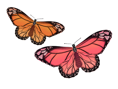Butterflies in Procreate | iPad Art art beauty butterflies butterfly decoration decorative illustration illustrator ipad ipad pro natural nature procreate skillshare