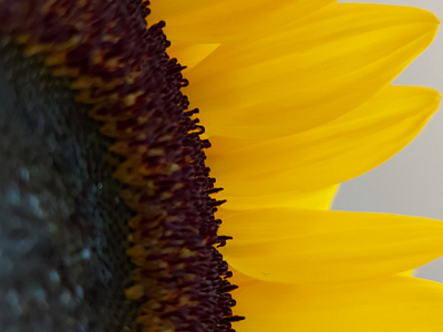 SUNFLOWER sunflower flower